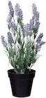 Aktuelles Lavender Plant in Pot Angebot bei Rusta in Jena ab 4,00 €