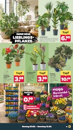 Sträucher Angebot & Preis im aktuellen Netto mit dem Scottie Prospekt Sträucher Angebot im aktuellen Netto mit dem Scottie Prospekt auf Seite 21