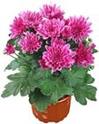 Chrysantheme im Angebot bei Kaufland in Würzburg Chrysantheme Angebote bei Kaufland Würzburg für 2,99 €