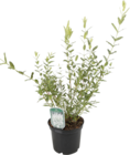 Promo Saule crevette "Hakuro-Nishiki" à 9,99 € dans le catalogue Gamm vert à Sévérac-le-Château