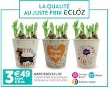 Promo Narcisses ECLOZ à 3,49 € dans le catalogue Jardineries du terroir à Saint-Julien-en-Genevois