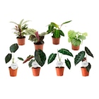 Carrefour Ciboure - Promo Maranta Promo Maranta à 3,99 € dans le catalogue Carrefour à Ciboure