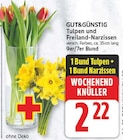 Tulpen von GUT&GÜNSTIG im aktuellen E center Prospekt