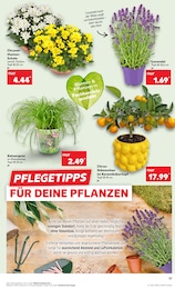 Bäume Angebot & Preis im aktuellen Kaufland Prospekt Bäume Angebot im aktuellen Kaufland Prospekt auf Seite 17