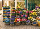 Blumenzwiebeln Angebote bei Netto mit dem Scottie Potsdam für 0,99 €