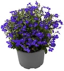 REWE Essenbach - Beet- und Balkonpflanze Angebot im Prospekt Beet- und Balkonpflanze bei REWE im Essenbach Prospekt für 1,19 €