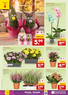 Blumen im Netto Marken-Discount Prospekt "Aktuelle Angebote" mit 70 Seiten (Remscheid)