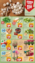 REWE Speck im Prospekt 