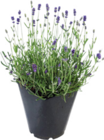 Promo Lavande à 6,66 € dans le catalogue Botanic à Épinal