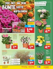 Pflanzen im Netto Marken-Discount Prospekt in Hildesheim Aktueller Netto Marken-Discount Prospekt mit Pflanzen, "Aktuelle Angebote", Seite 9