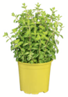 Nützlingsfreundliche Kräuter bei toom Baumarkt im Prospekt "" für 3,59 €