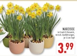 Narzisse bei Marktkauf im Ibbenbüren Prospekt für 3,99 €