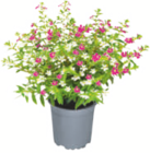 toom Baumarkt - Köcherblümchen Angebot im Prospekt Köcherblümchen bei toom Baumarkt im Prospekt "" für 2,99 €