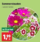 Sommerstauden Angebote bei Thomas Philipps Ahaus für 1,99 €