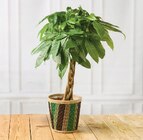 Plantes vertes en promo chez U Express Ajaccio à 14,99 €