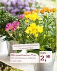Chrysanthemen Trio im Angebot bei Garten-Center Nordharz GmbH & Co. KG in Salzgitter Chrysanthemen Trio Angebote bei Garten-Center Nordharz GmbH & Co. KG Salzgitter für 2,99 €