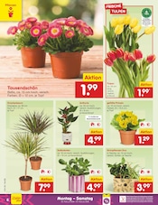 Ähnliche Gurkenpflanze Angebote im Prospekt "Aktuelle Angebote" von Netto Marken-Discount in Herne Ähnliche Angebote wie Gurkenpflanze im Prospekt "Aktuelle Angebote" auf Seite 6 von Netto Marken-Discount in Herne