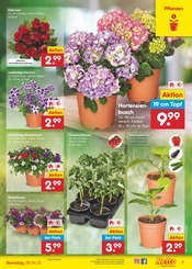 Aktueller Netto Marken-Discount Prospekt mit Balkonpflanzen, "Aktuelle Angebote", Seite 7