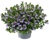 Penny Bärenstein - Fächerblume Angebot im Prospekt Fächerblume bei Penny im Bärenstein Prospekt für 2,29 €