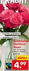 Großköpfige Hochland Rosen im aktuellen Netto Marken-Discount Prospekt