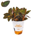 Erdorchidee „ludisia Discolor“  im aktuellen Netto mit dem Scottie Prospekt für 5,99 €