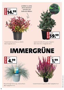 Blumen im Moubis Pflanzenhof Prospekt "MACH DEINEN GARTEN HERBST-FIT" mit 8 Seiten (Osnabrück)