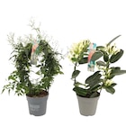 "Jasmin/Stéphanotis" en promo à 8,99 € chez Carrefour "Jasmin/Stéphanotis" dans le catalogue Carrefour