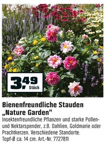 Bienenfreundliche Stauden „Nature Garden“ bei OBI in Gelsenkirchen Bienenfreundliche Stauden „Nature Garden“ im Angebot bei OBI Gelsenkirchen für 3,49 €