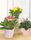 Super U Arzon - Promo Plante fleurie Promo Plante fleurie à 6,99 € dans le catalogue Super U à Arzon
