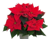 Weihnachtsstern-Busch (Euphorbia pulcherrima) Angebote von GROW by OBI bei OBI Krefeld für 9,99 €