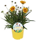 Bienenliebling Mädchenauge im Angebot bei REWE in Sindelfingen Bienenliebling Mädchenauge Angebote bei REWE Sindelfingen für 2,49 €