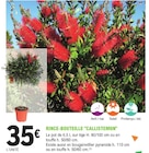 Rince-bouteille callistemon à E.Leclerc dans Saint-Germain-de-Tallevende