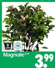 Magnolie im Wreesmann Prospekt Magnolie von im aktuellen Wreesmann Prospekt für 3,99 €