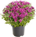 Chrysanthemen bei Thomas Philipps im Nauheim Prospekt für 4,44 €