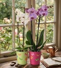 Orchidée - Carrefour à Boulogne-Billancourt Orchidée en promo chez Carrefour Boulogne-Billancourt à 6,99 €