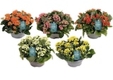 Jardiland Chambry - Promo Kalanchoe à fleurs simples ECLOZ Promo Kalanchoe à fleurs simples ECLOZ à 8,99 € dans le catalogue Jardiland à Chambry