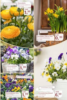 Pflanzen im Garten-Center Nordharz GmbH & Co. KG Prospekt "Frühling pflanzen. Ostern genießen." mit 16 Seiten (Braunschweig)