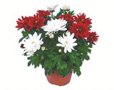 Zweifarbige Chrysanthemen Angebote bei Netto mit dem Scottie Berlin für 2,49 €