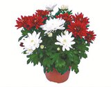 Zweifarbige Chrysanthemen für 2,49 € bei Netto mit dem Scottie im Angebot Zweifarbige Chrysanthemen im aktuellen Netto mit dem Scottie Prospekt