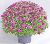 Thomas Philipps Hohenwarsleben - Kugelchrysanthemen Angebot im Prospekt Kugelchrysanthemen bei Thomas Philipps im Hohenwarsleben Prospekt für 4,44 €