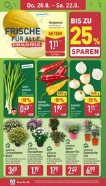 Chrysantheme im ALDI Nord Prospekt in Osnabrück Aktueller ALDI Nord Prospekt mit Chrysantheme, "Aktuelle Angebote", Seite 26
