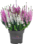Deluxe-Calluna oder Heidemischung von Gardenline im aktuellen ALDI SÜD Prospekt