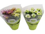Sonnenblume „Sunsation“ oder Chrysanthemen Splash Mix von Splash im aktuellen EDEKA Prospekt für 2,49 €