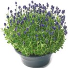 Lavendel oder Nelken Trio Schale bei Netto mit dem Scottie im Brandenburg Prospekt für 7,99 €