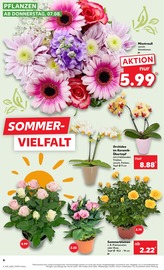Aktueller Kaufland Prospekt mit Blumen, "Aktuelle Angebote", Seite 4