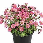 Dehner Garten-Center Altenstadt (Waldnaab) Prospekt mit  im Angebot für 2,99 €