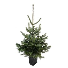 Sapin de Noël naturel Abies nordmann : 125/150 cm - C.10 litres en pot à Truffaut dans Rocquencourt Sapin de Noël naturel Abies nordmann : 125/150 cm - C.10 litres en pot à Truffaut dans Rocquencourt