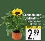 Aktuelles Sonnenblume "Helianthus" Angebot bei E center in Regensburg ab 2,99 €