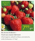 Bio Aroma-Erdbeere von Kölle Bio im aktuellen Pflanzen Kölle Prospekt