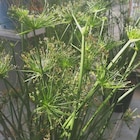 Papyrus nain - Le pot de 3,9 litres à Botanic dans Poulainville Papyrus nain - Le pot de 3,9 litres à Botanic dans Poulainville